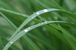 Rosée, jolie rosée du matin, comment se forment tes jolies gouttelettes d'eau ? 