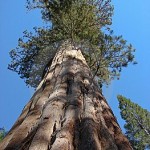 mighty-sequoia