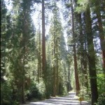 sequoia_road