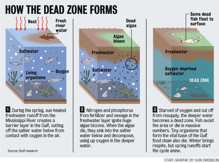 Les zones mortes des océans