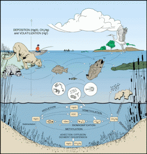 bioaccumulation mercure