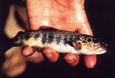 La pisciculture du Ganel dans le Cantal