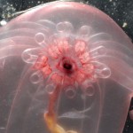 transparent sea cucumber