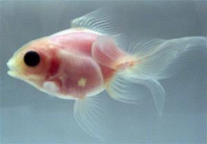 Un poisson rouge transparent