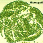 Microcystis