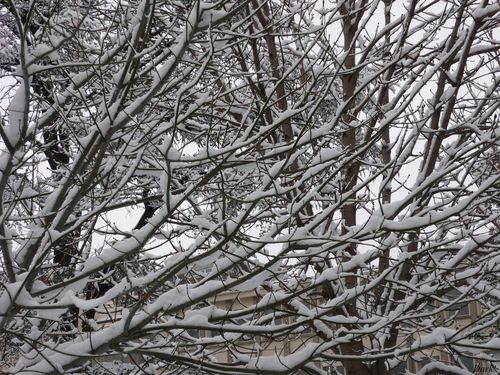 neige lundi 4 janvier 6