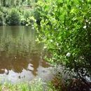 Lac d'Aubusson d'auvergne (24)