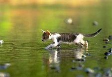 Pourquoi les chats n'aiment pas d'eau?