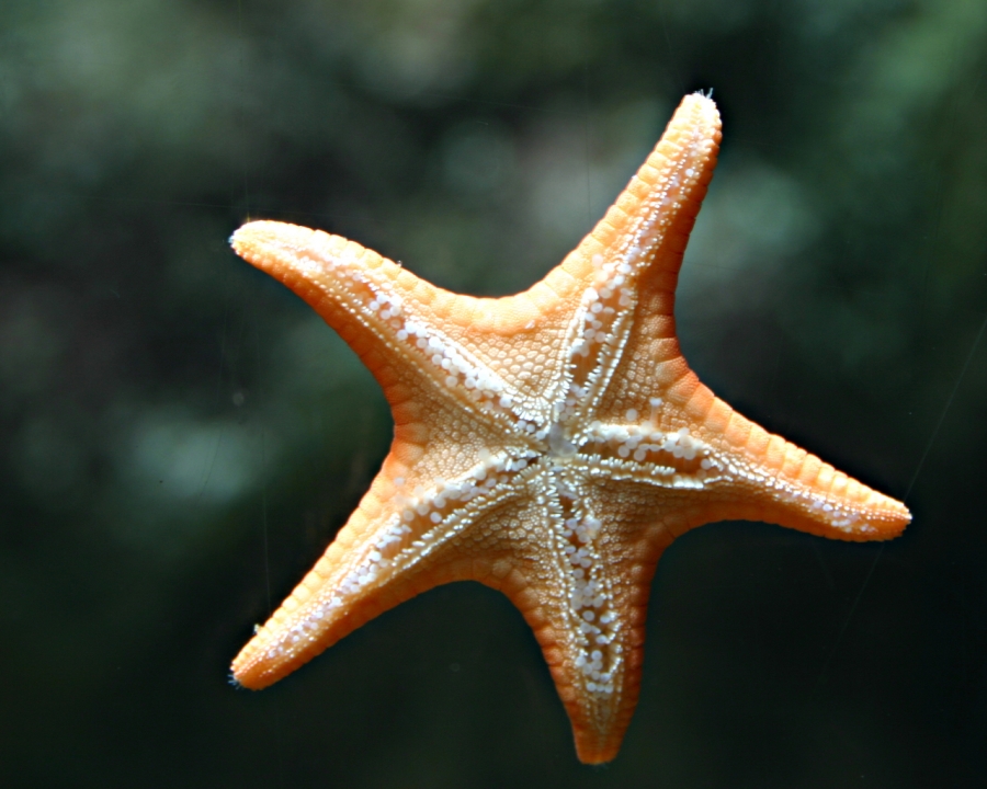 Les étoiles de mer