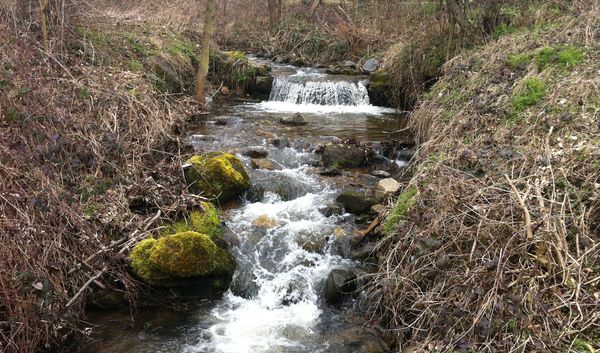 L'Artière de Boisséjour amont confluence (1)