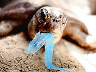 La durée de biodégradation des déchets dans l'eau