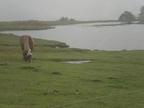 Cheveaux etang Lascourt 290