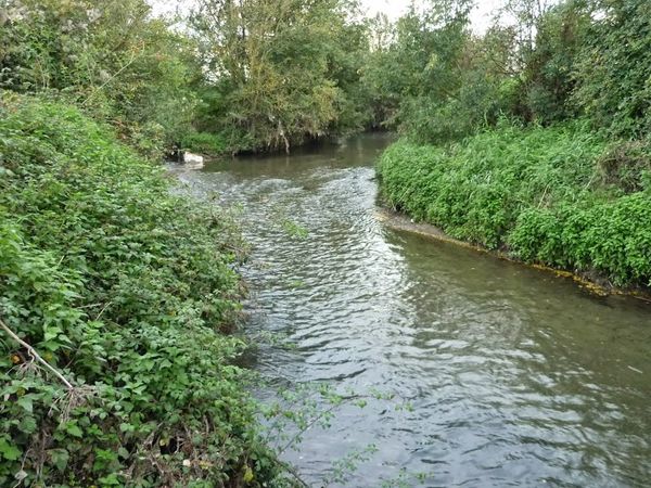 Confluence Bédat ruisseau des Guelles (10)