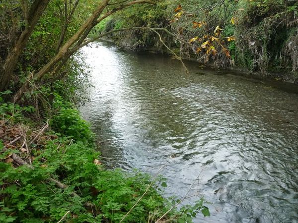 Confluence Bédat ruisseau des Guelles (18)
