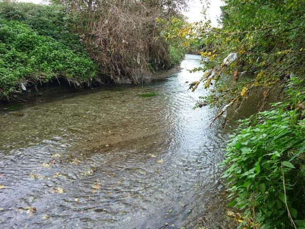 Confluence Bédat ruisseau des Guelles (19)