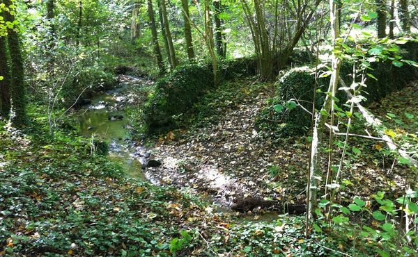 Ruisseau de l'Adrienne (1)