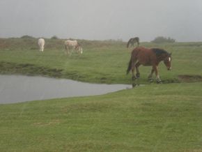 chevaux lascours 290