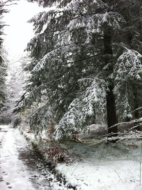 Neige Bois de Rochetoux Laschamps (1) 290