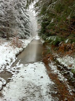 Neige Bois de Rochetoux Laschamps (3) 290