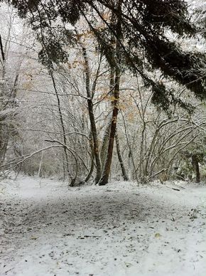 Neige Bois de Rochetoux Laschamps (8) 290