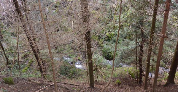 Les ruisseaux de Vaucluse et de Solagnat