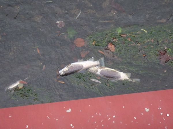 La Tiretaine victime d'une pollution meurtrière à Clermont-Ferrand