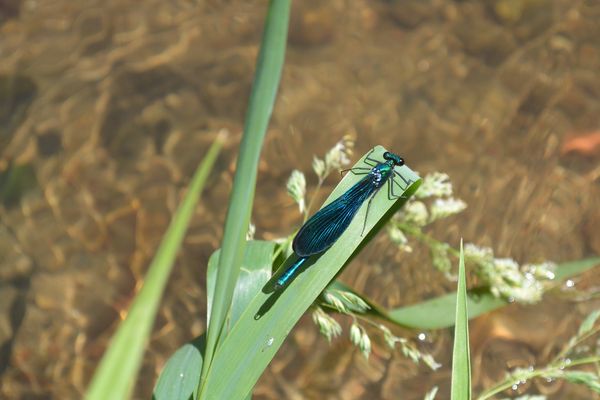 La coulée verte de l'Ambène