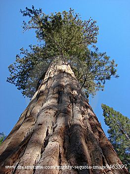 Qu'est ce qui limite la taille des arbres géants ?