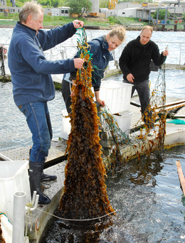 Des moules et des algues pour nettoyer la Baltique ?