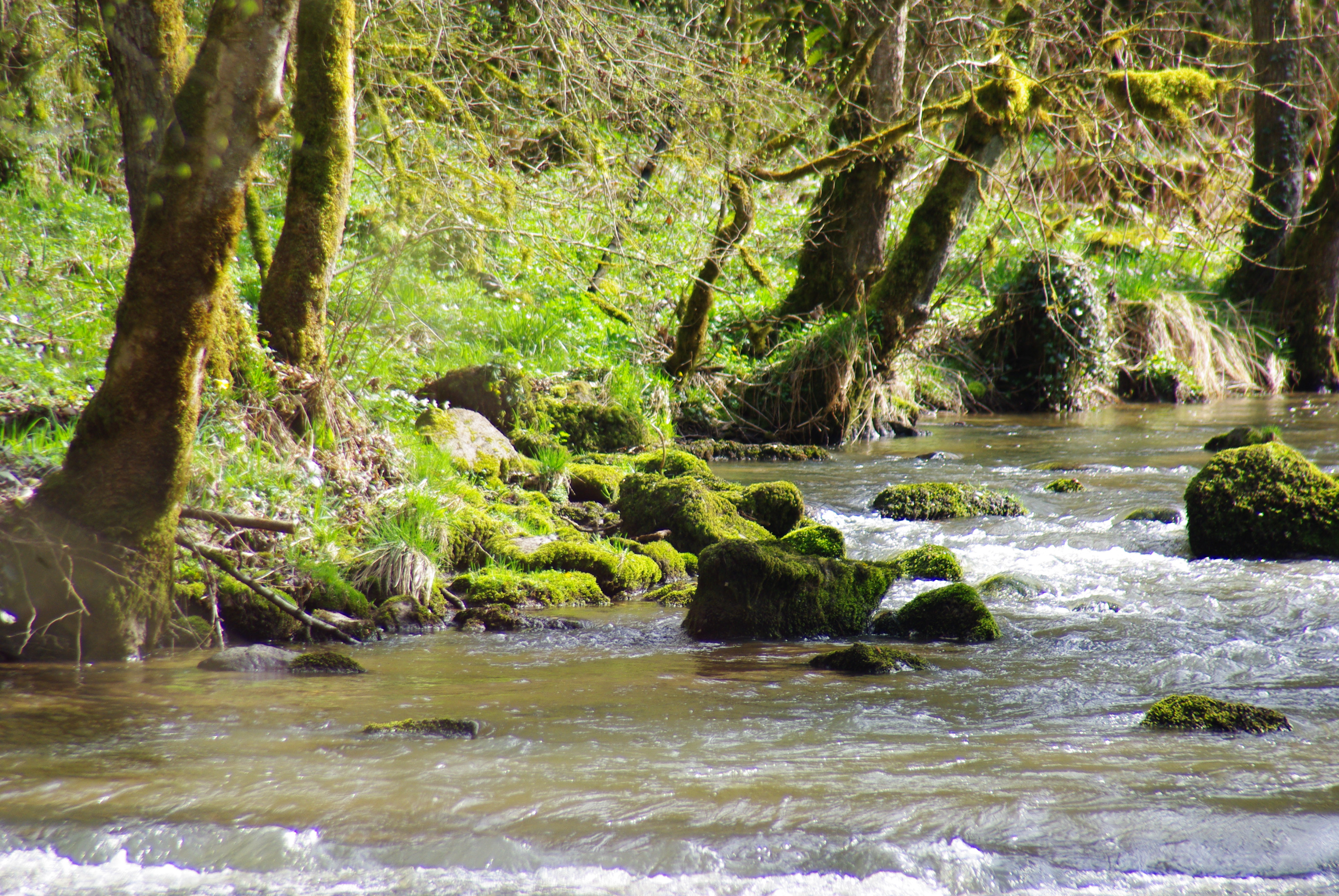 Le Miodet avant sa confluence avec la Dore